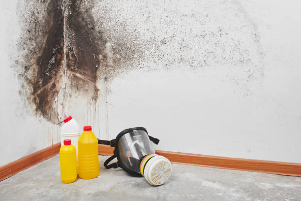 Best Kitchen Mold Remediation in Malden, MO