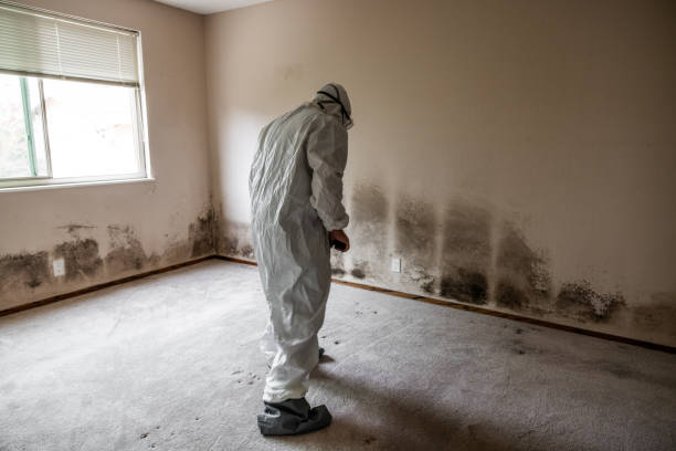 Best Basement Mold Remediation in Malden, MO