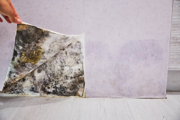 Best Industrial Mold Remediation in Malden, MO